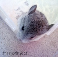 /album/chinchillas/hrozinka-1-jpg/